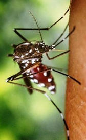 Imagen del dengue
